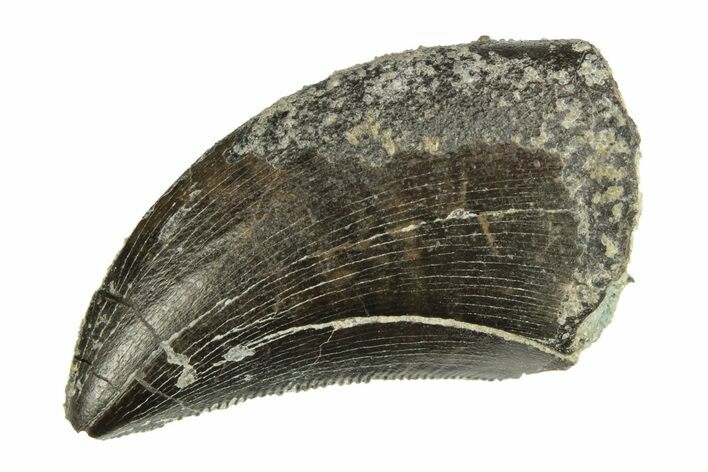 Serrated, Allosaurus Tooth - Bone Cabin Quarry, Wyoming #263906